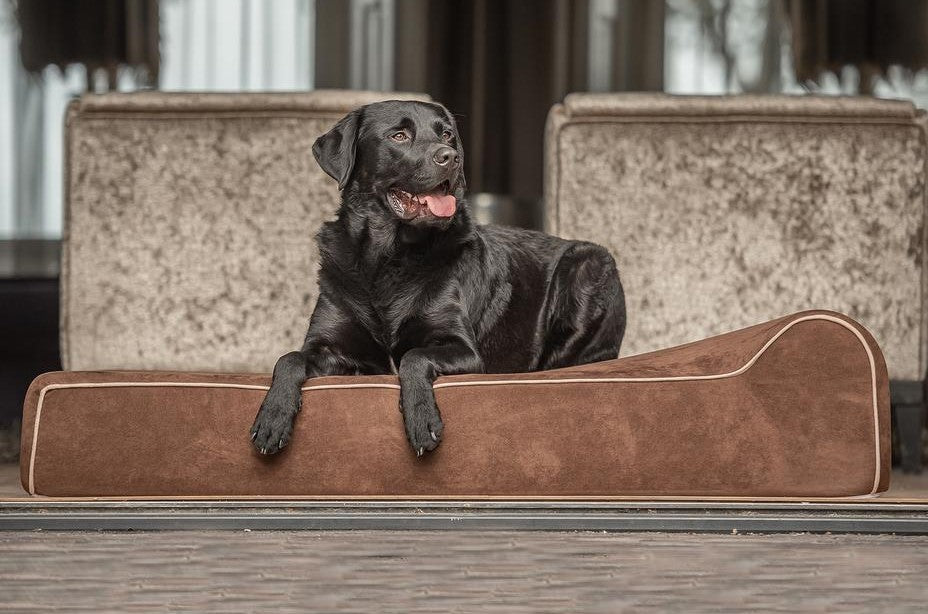 files/Labrador-bully-beds-europe-bruin-brown-close-up.jpg